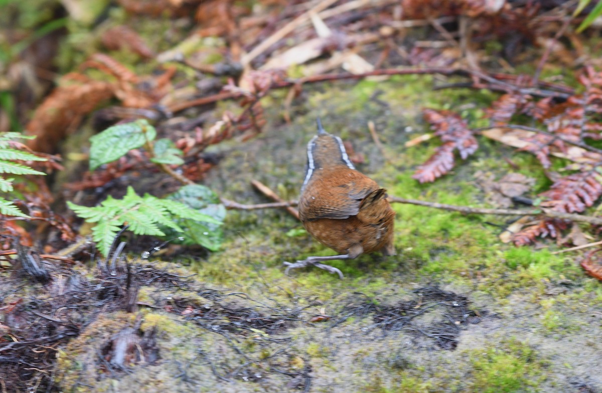 Munchique Wood-Wren - Liz Harper