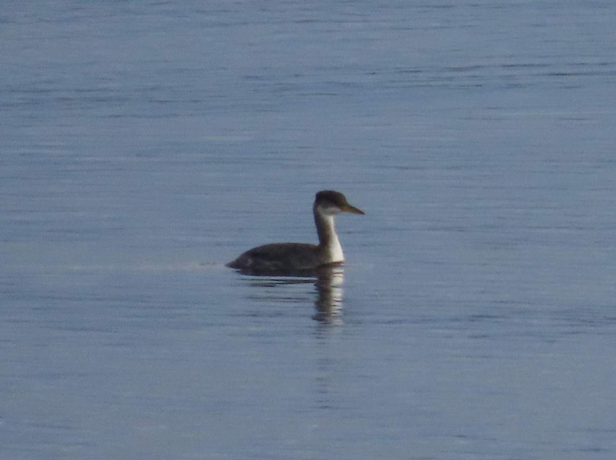 Red-necked Grebe - ML613216863
