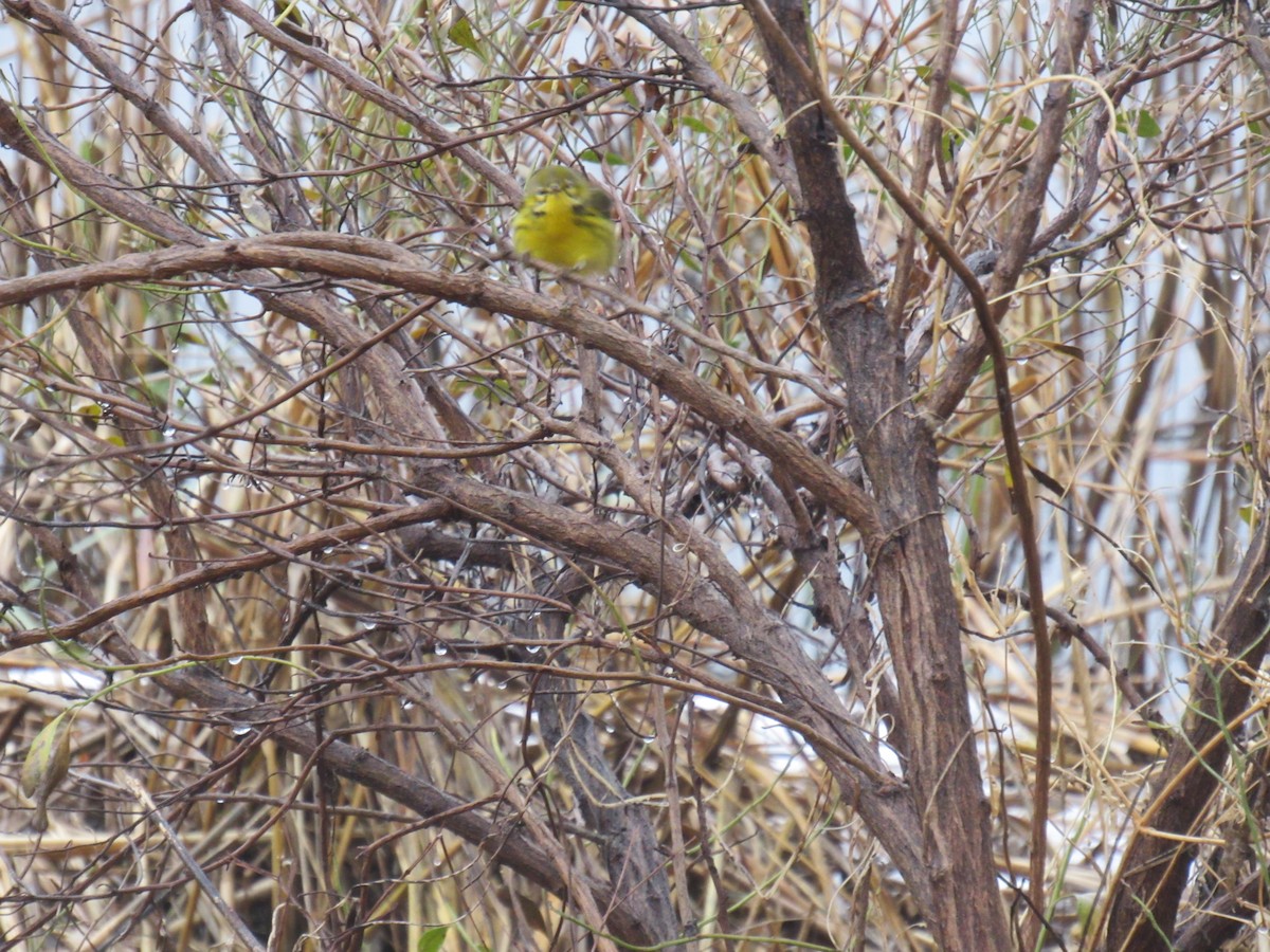 Prairie Warbler - ML613216898