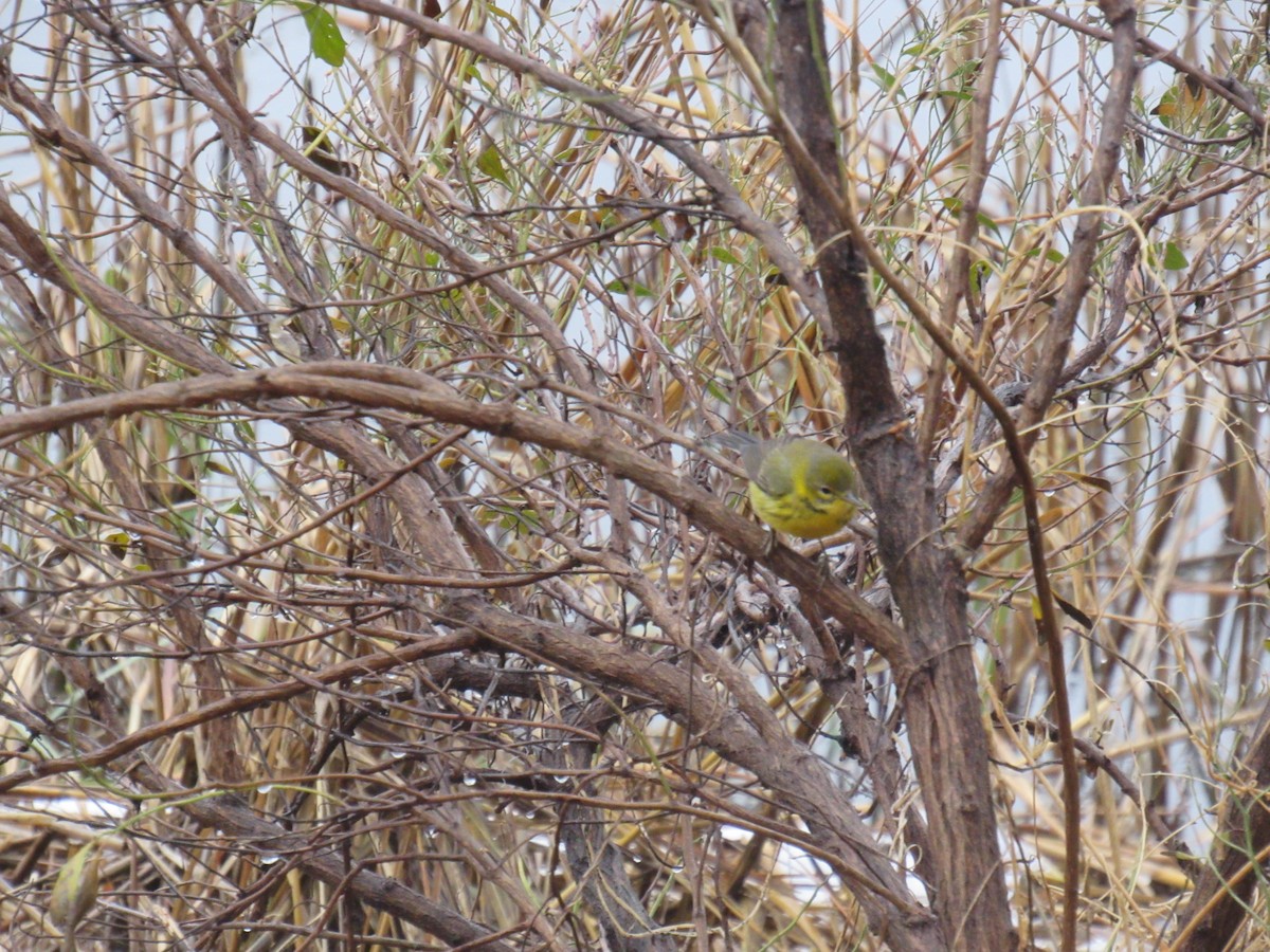 Prairie Warbler - ML613216899