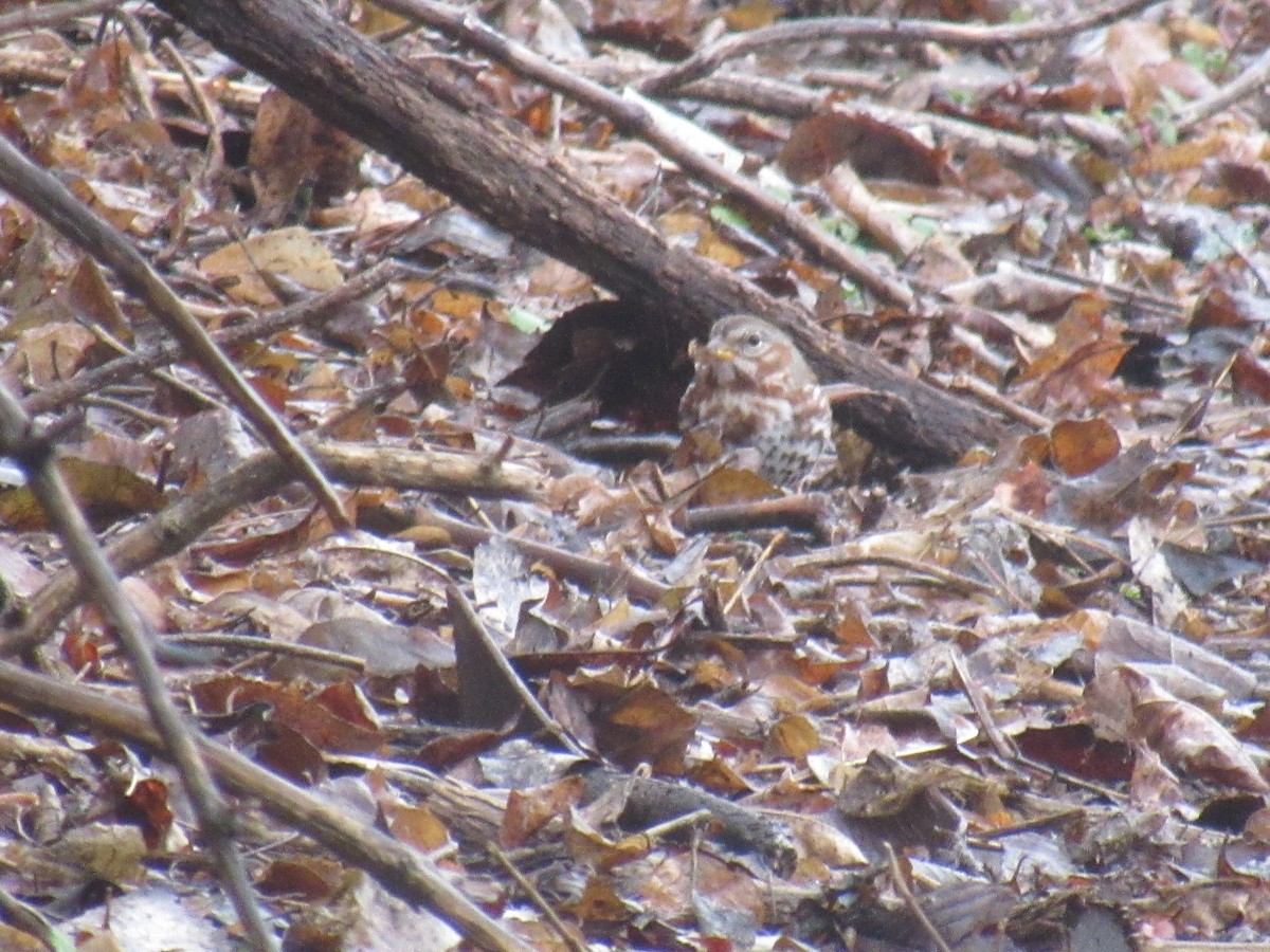 Fox Sparrow - ML613216904