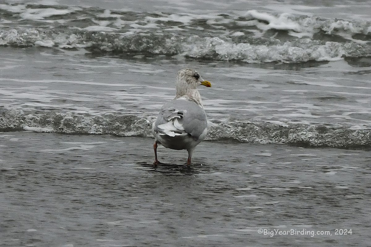 Iceland Gull (kumlieni/glaucoides) - ML613216920