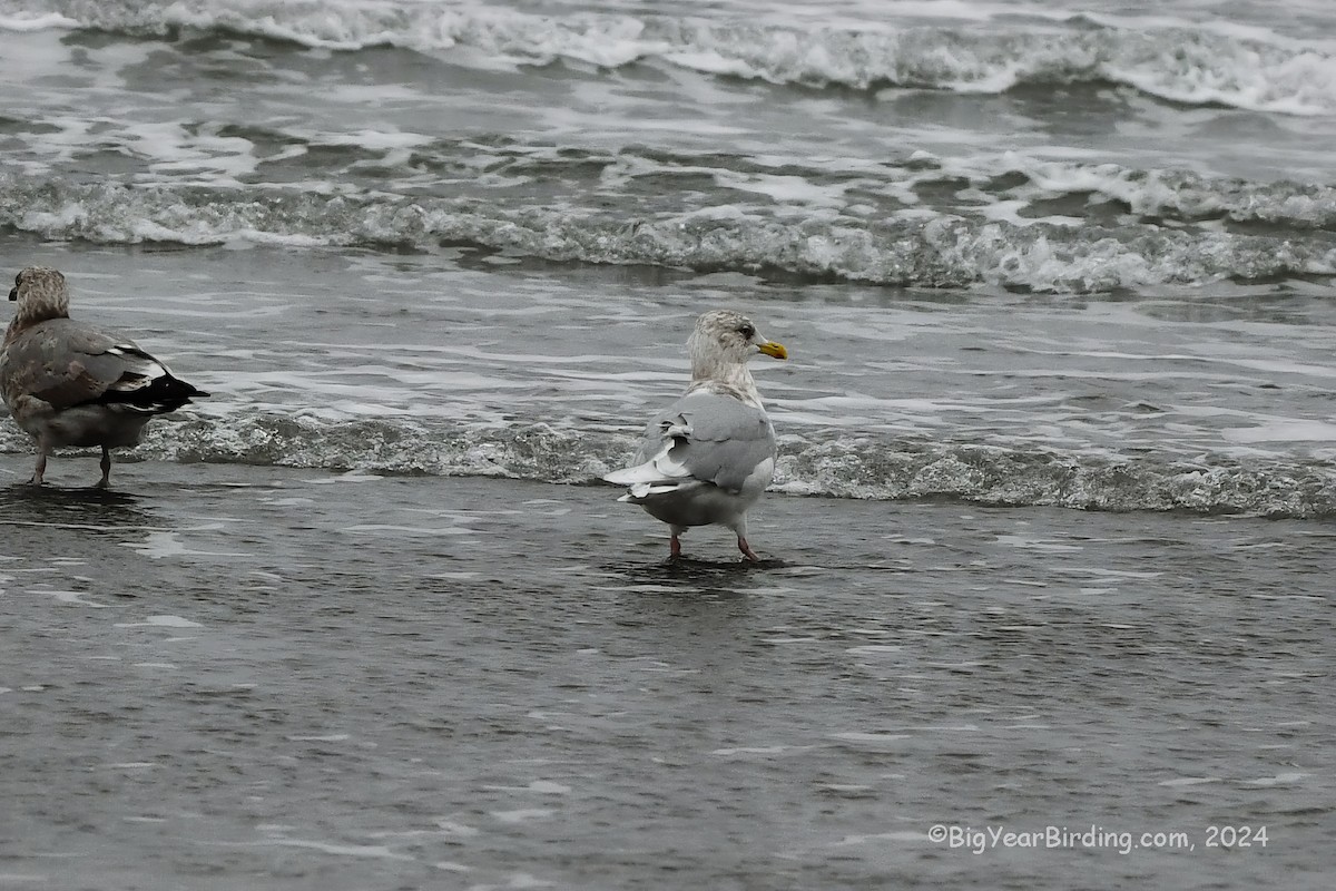 Iceland Gull (kumlieni/glaucoides) - ML613216921