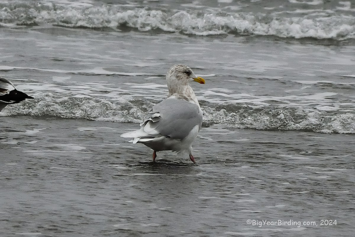 Iceland Gull (kumlieni/glaucoides) - Ethan Whitaker