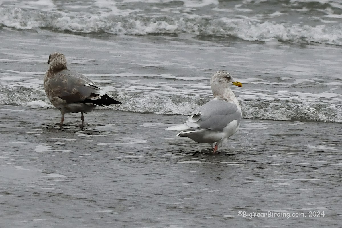 grønlandsmåke (kumlieni/glaucoides) - ML613216923