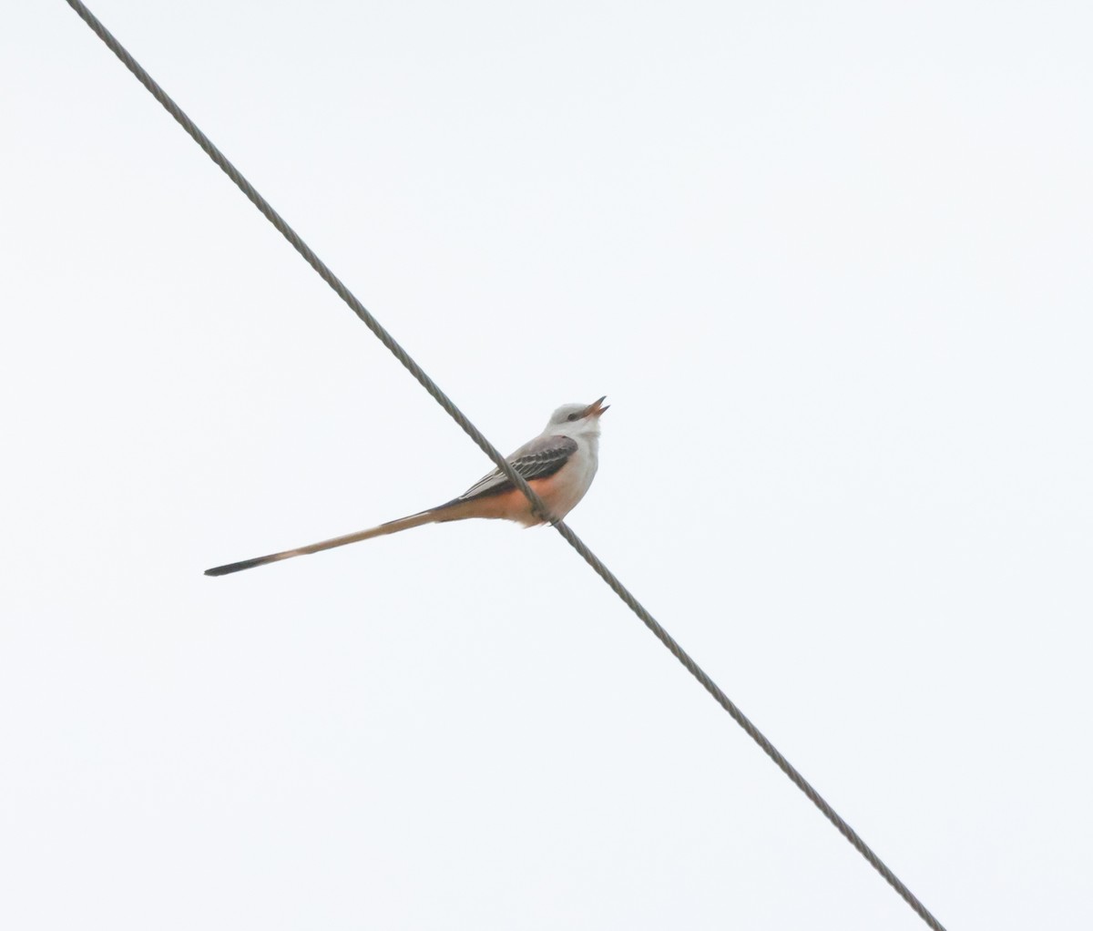 Scissor-tailed Flycatcher - ML613216936