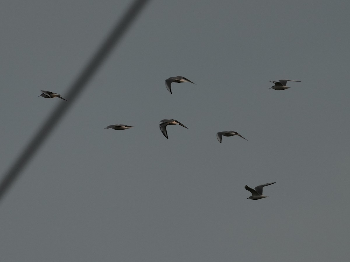 Bonaparte's Gull - ML613216950