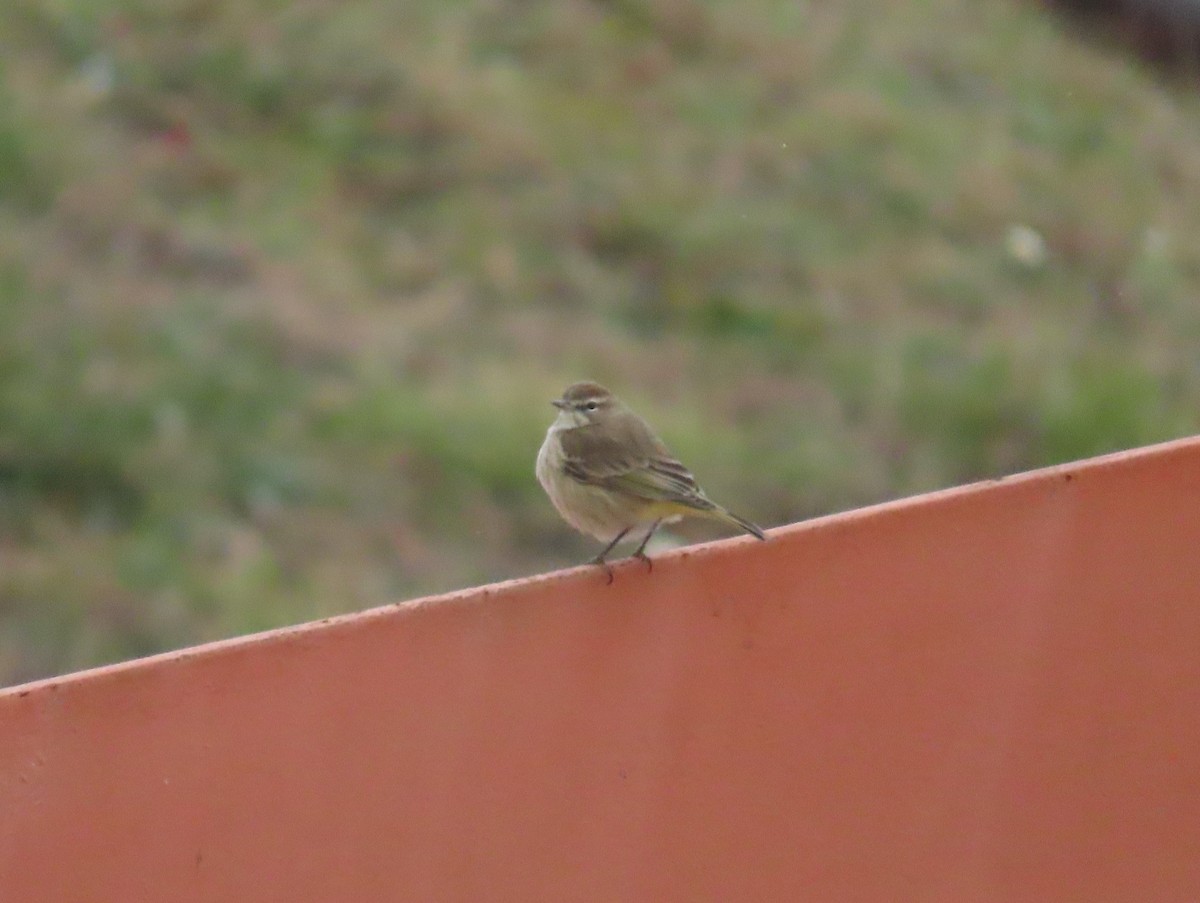 Palm Warbler (Western) - ML613216989