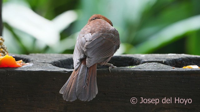 Red-throated Ant-Tanager - ML613217009