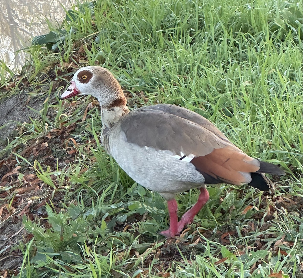 Egyptian Goose - ML613217024