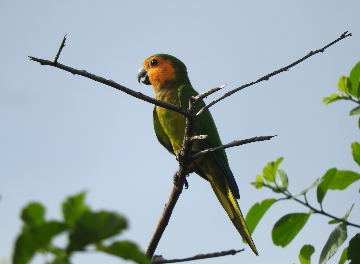 Brown-throated Parakeet - ML613217147