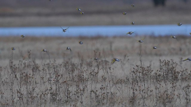 European Goldfinch - ML613217148