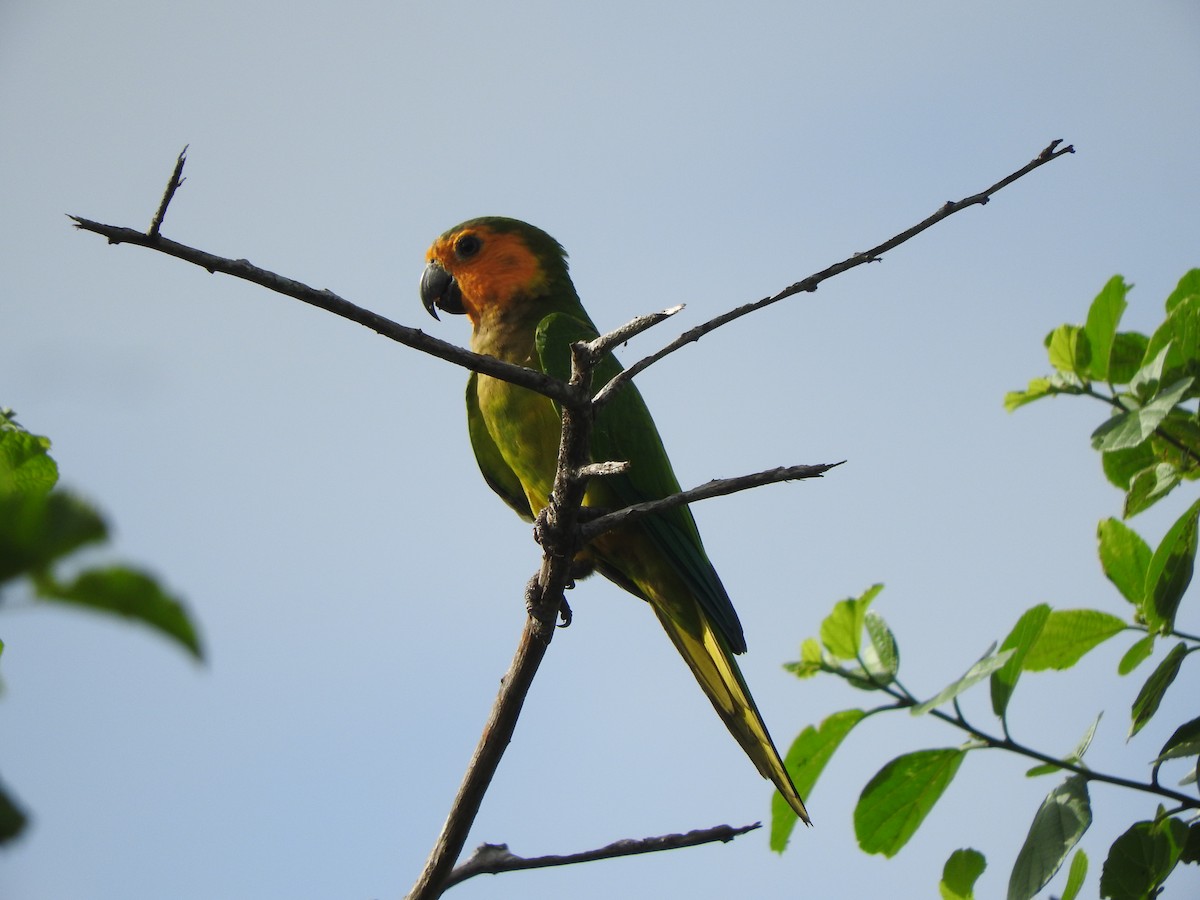 Brown-throated Parakeet - ML613217149