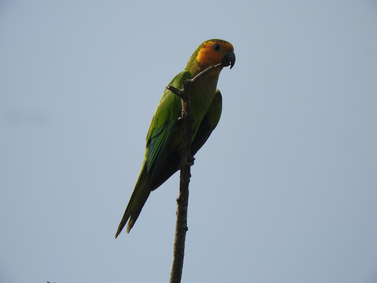 Brown-throated Parakeet - ML613217151