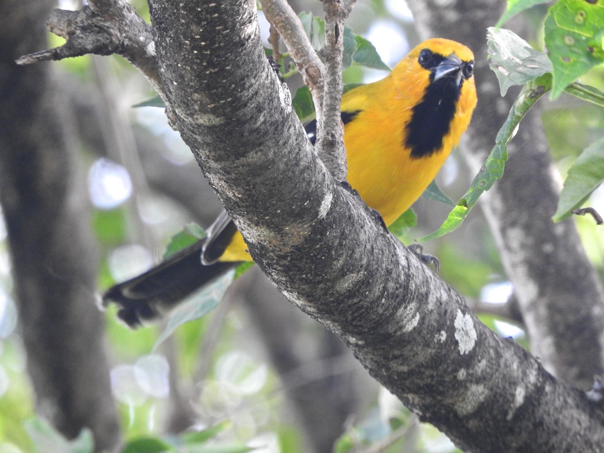 Yellow Oriole - ML613217154