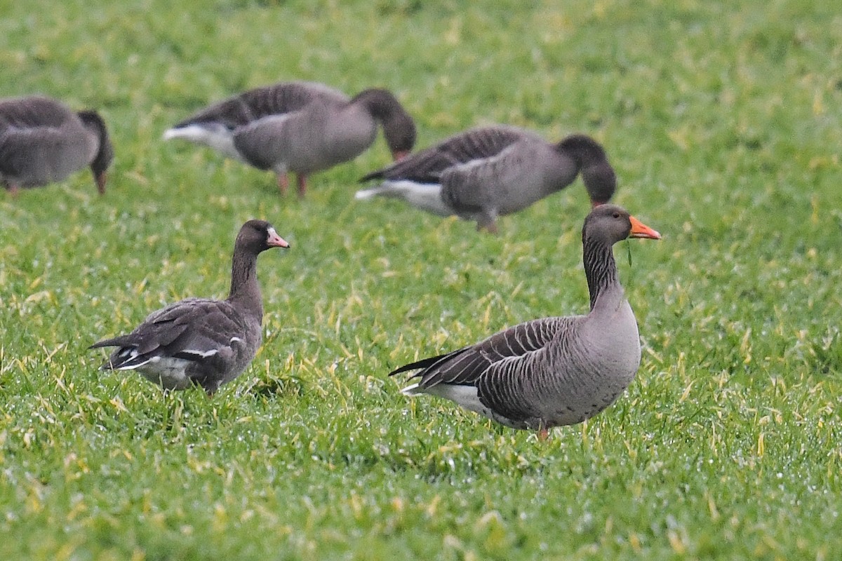 Greater White-fronted Goose - Maryse Neukomm