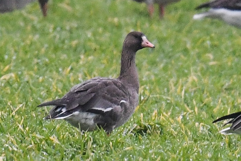 Greater White-fronted Goose - ML613217173