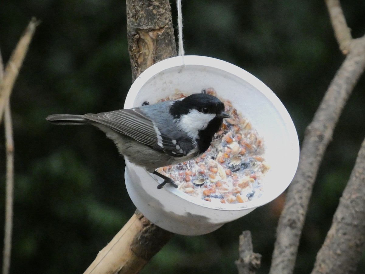 Coal Tit - ML613217199