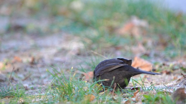 Eurasian Blackbird - ML613217295