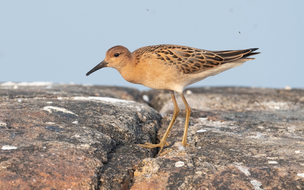 Ruff - ML613217373