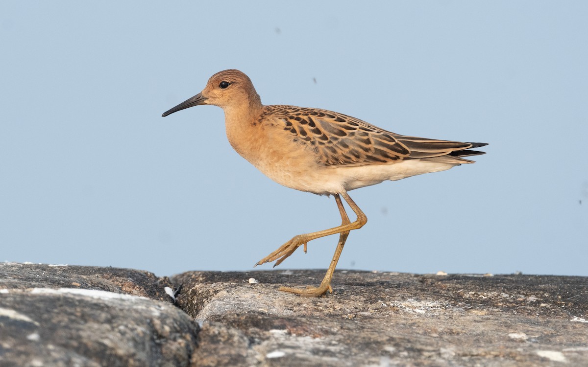 Ruff - ML613217390