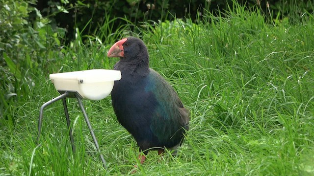 South Island Takahe - ML613217428