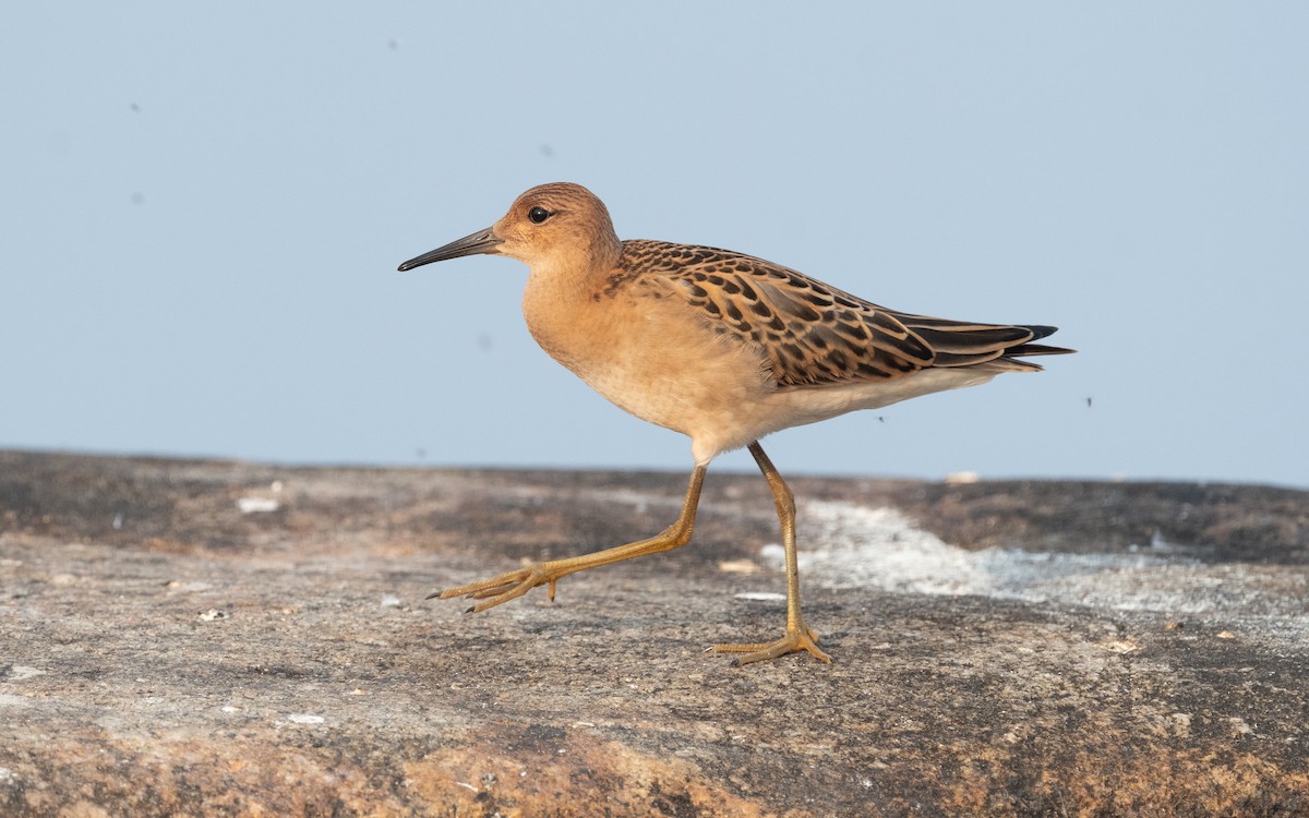 Ruff - ML613217430