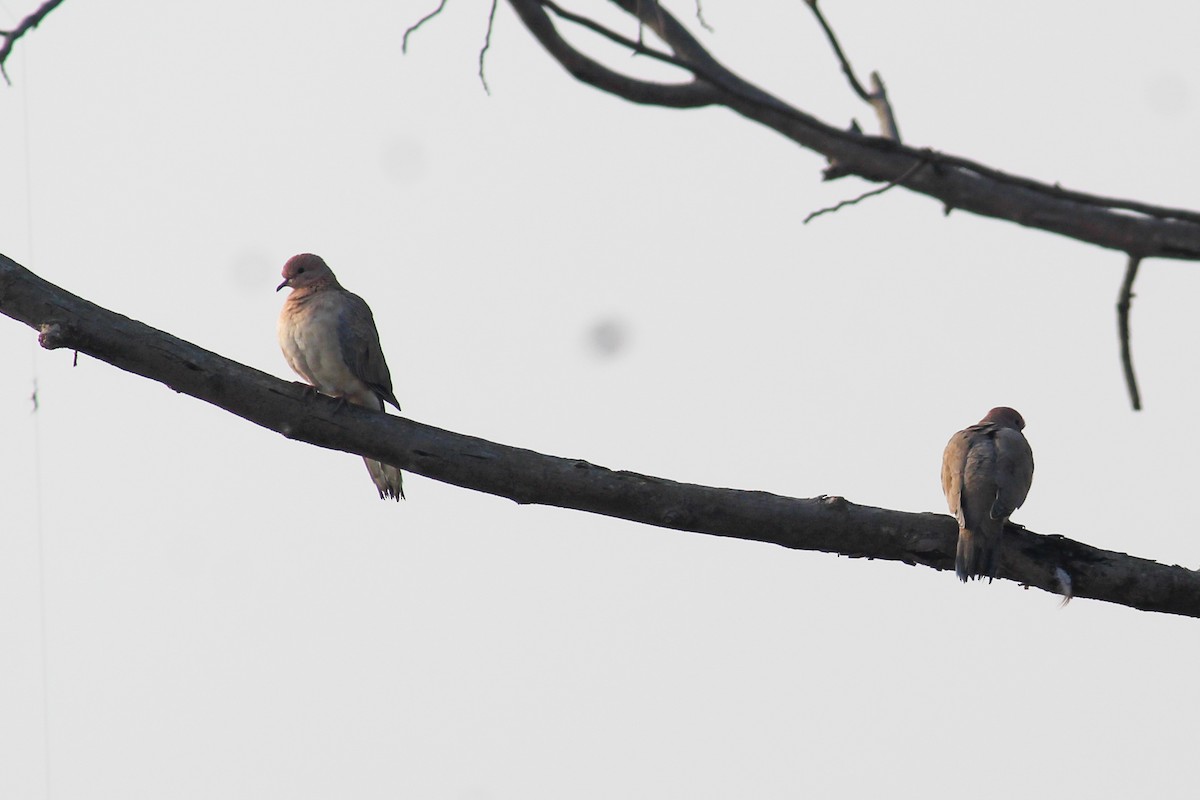 Laughing Dove - Vivek Kumar Patel