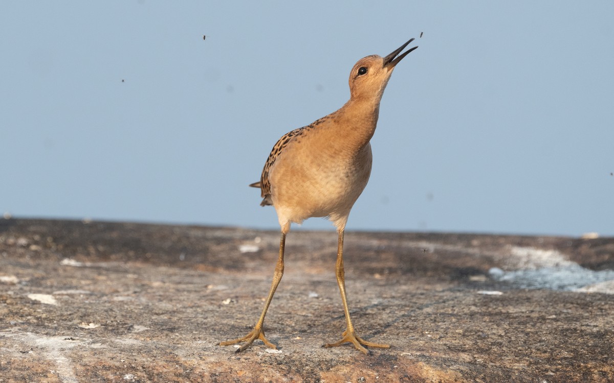 Ruff - ML613217456