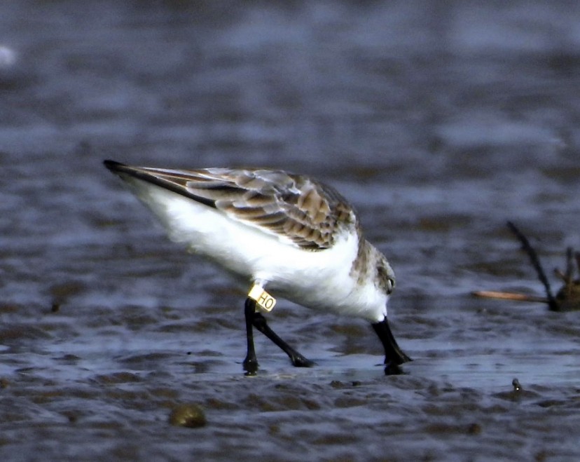 Spoon-billed Sandpiper - Hai-Dang Phan