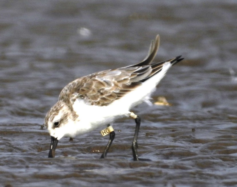 Spoon-billed Sandpiper - ML613217462