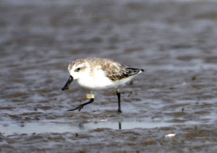 Spoon-billed Sandpiper - ML613217463