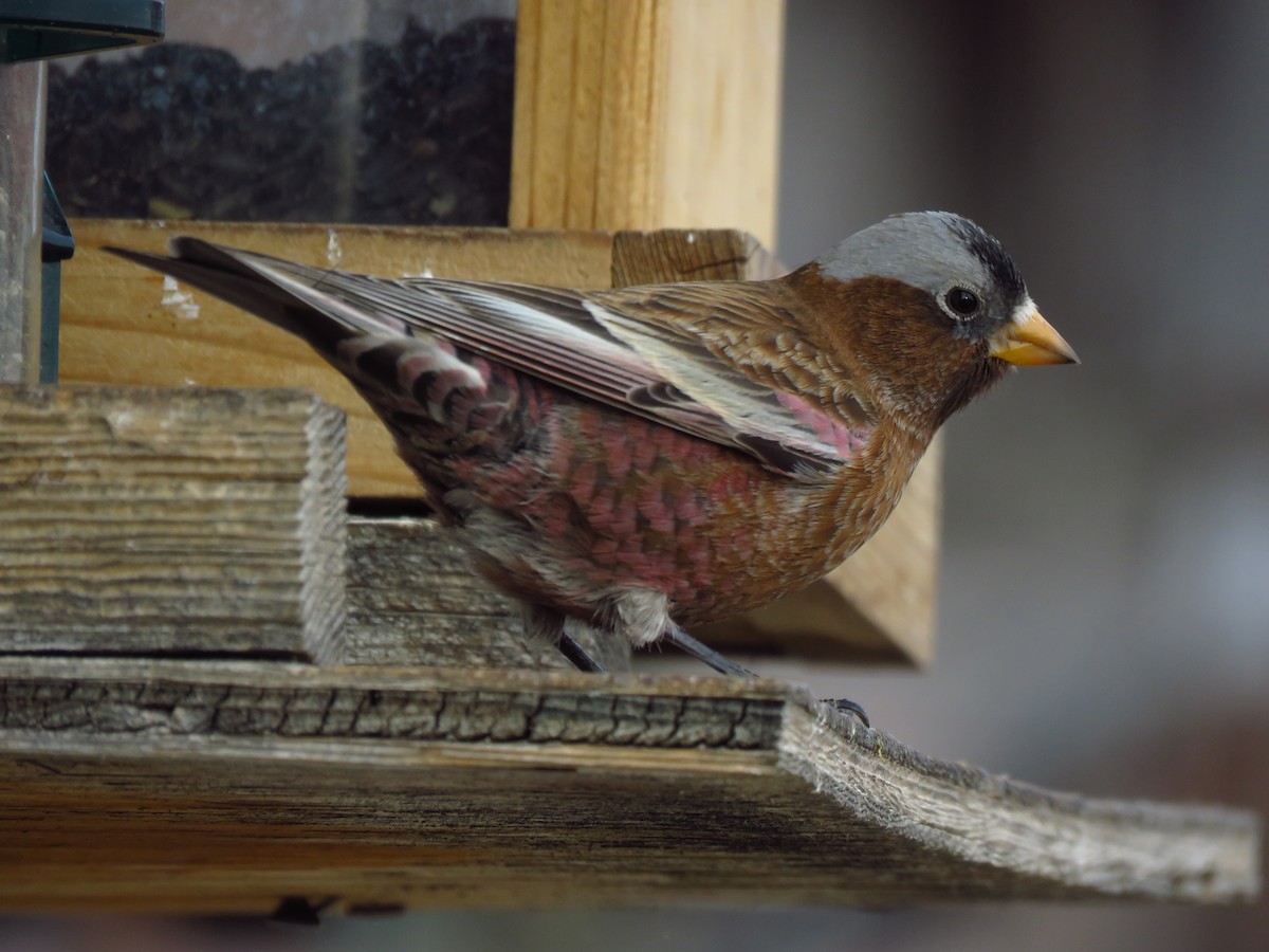 Gray-crowned Rosy-Finch (Gray-crowned) - ML613217493