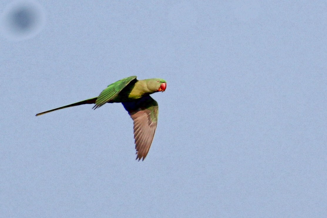 Alexandrine Parakeet - ML613217521