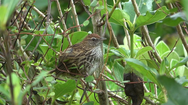 New Zealand Fernbird - ML613217532
