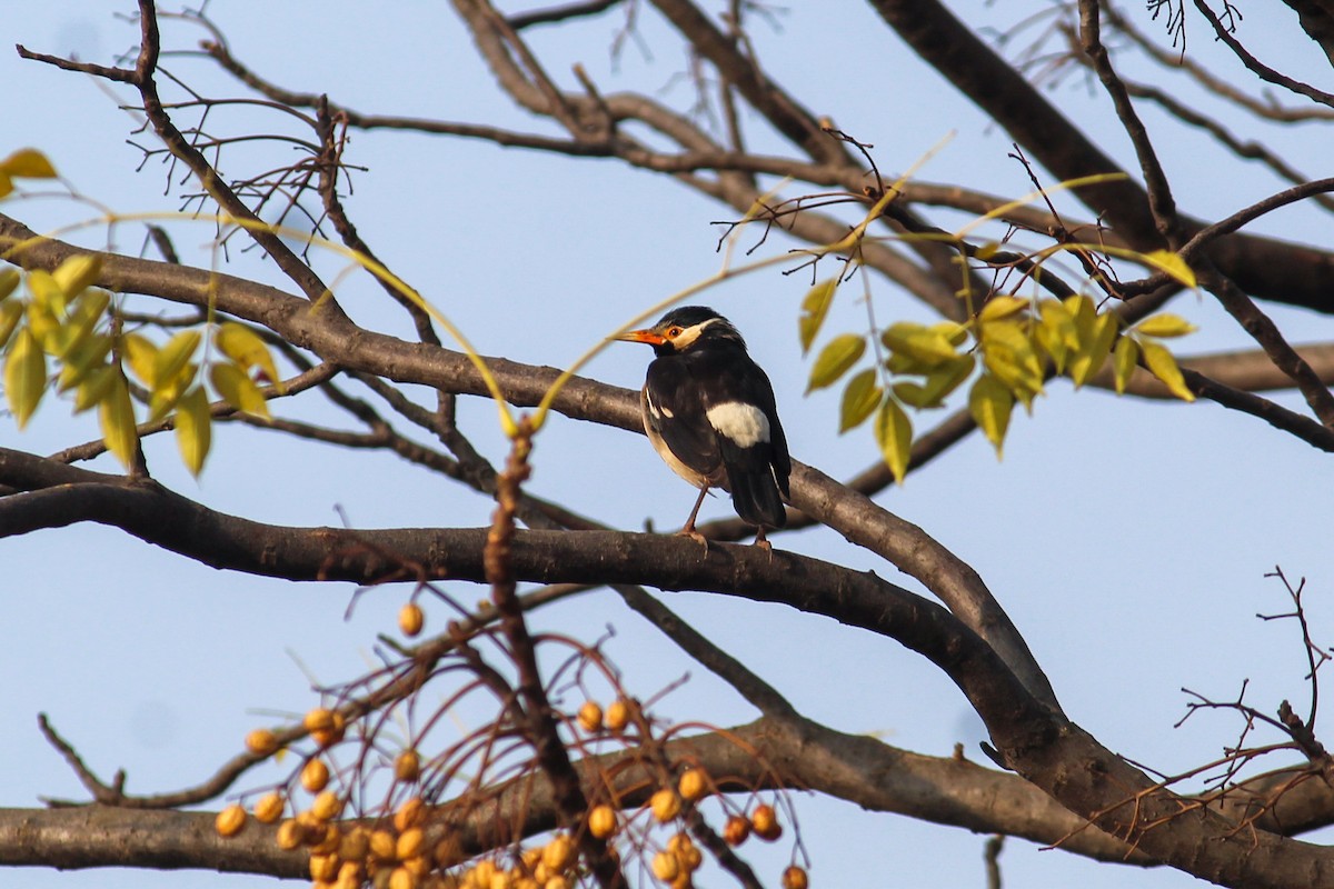 Indian Pied Starling - ML613217544