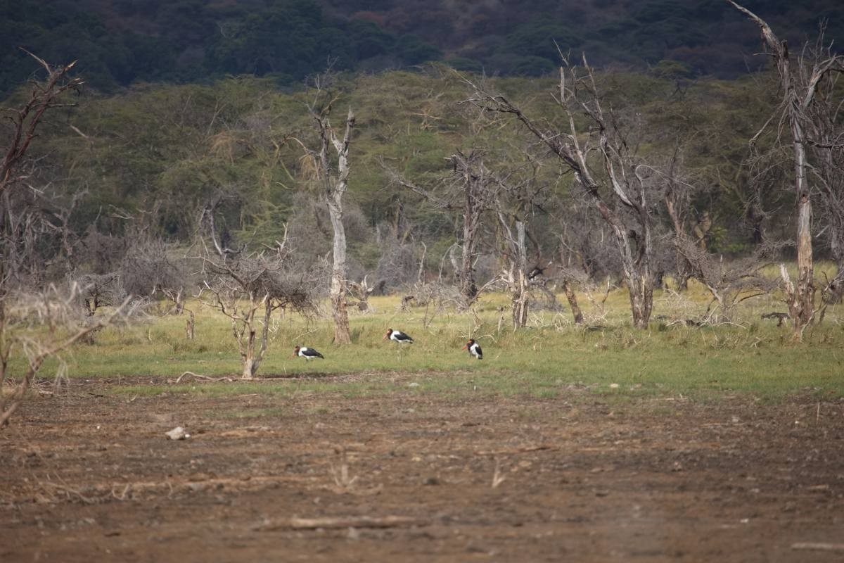 Saddle-billed Stork - ML613217550