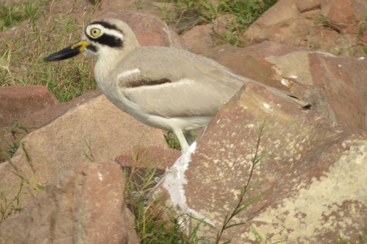 Great Thick-knee - ML613217559