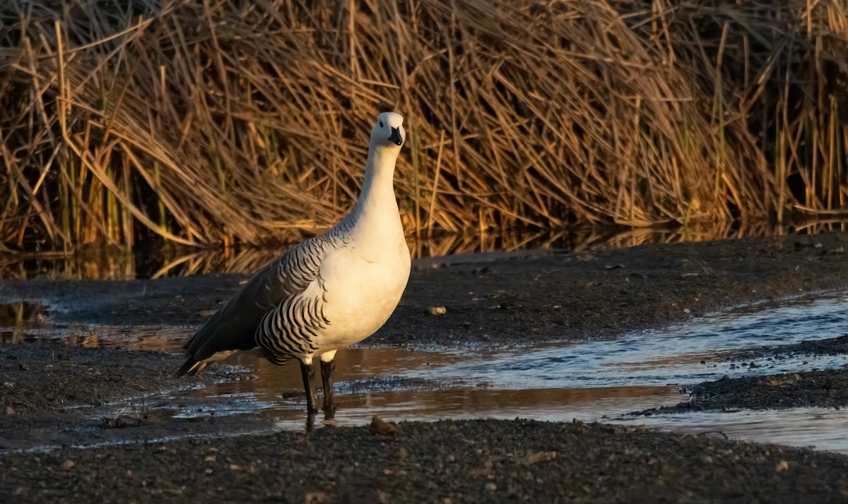 Upland Goose - ML613217574