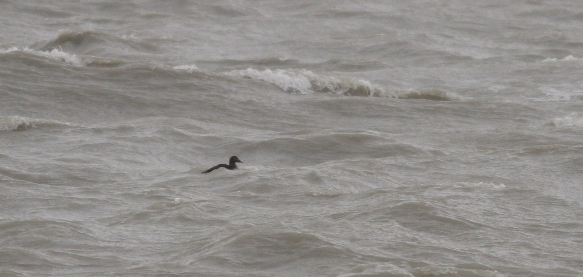 Common Eider - ML613217588