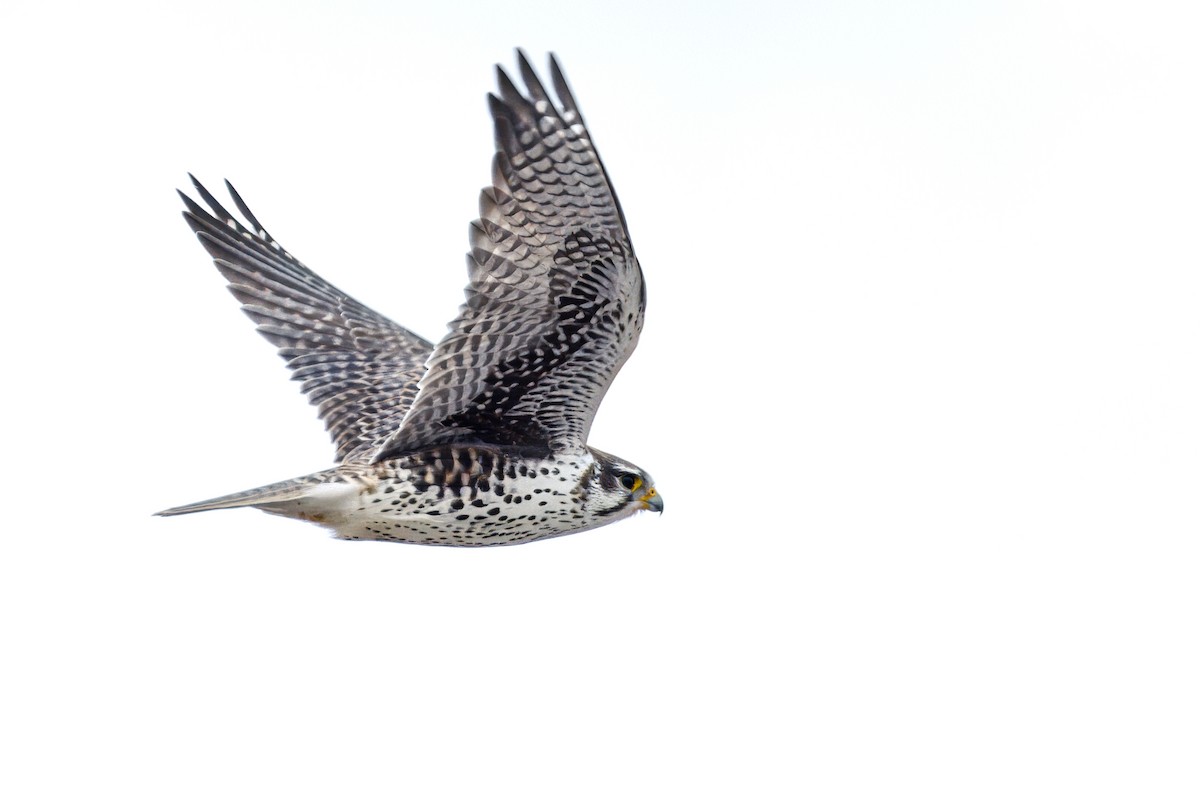 Prairie Falcon - Calvin S