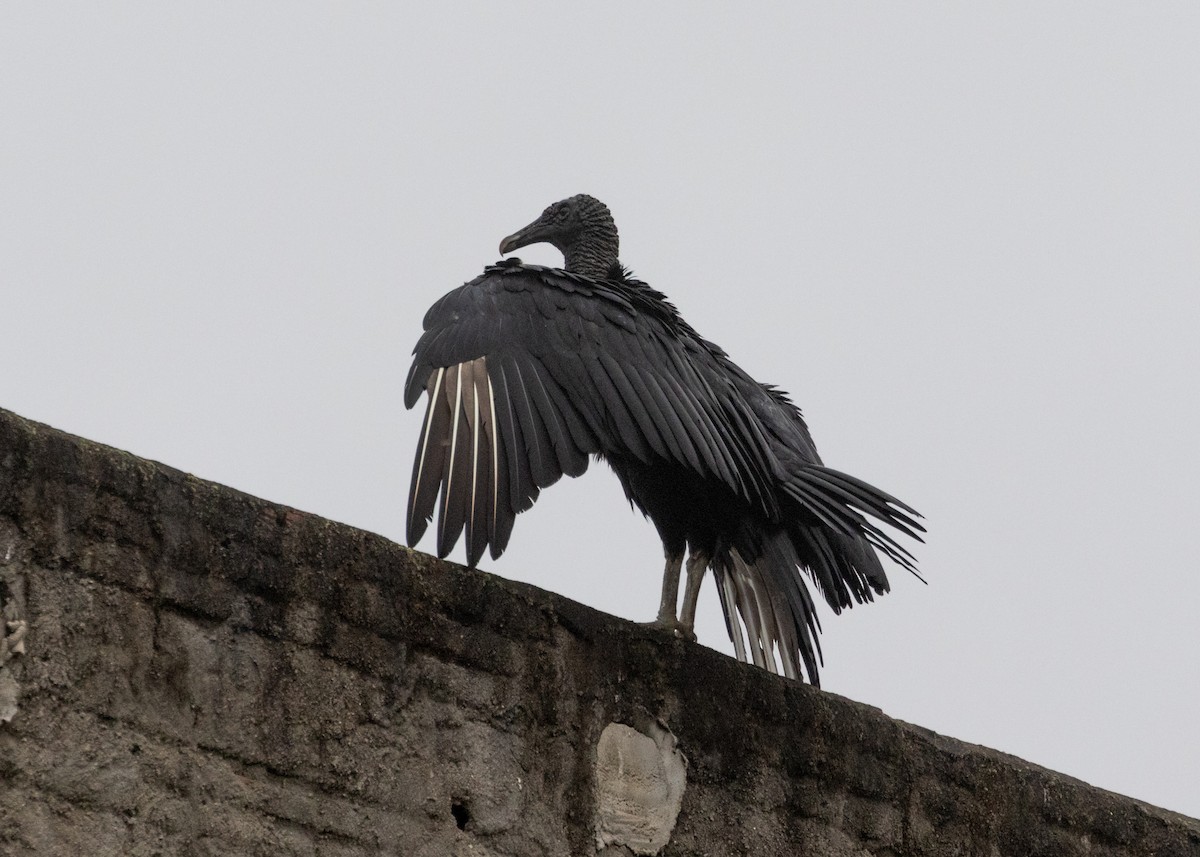 Black Vulture - Silvia Faustino Linhares