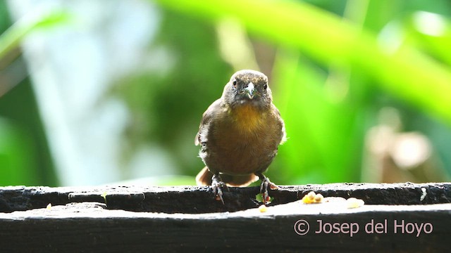 Red-throated Ant-Tanager - ML613217773