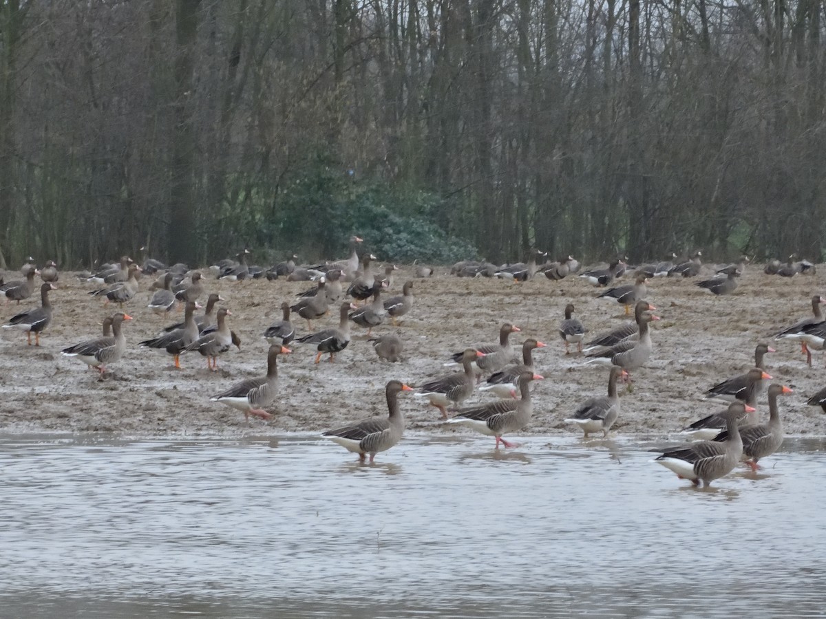 Greater White-fronted Goose - ML613217833