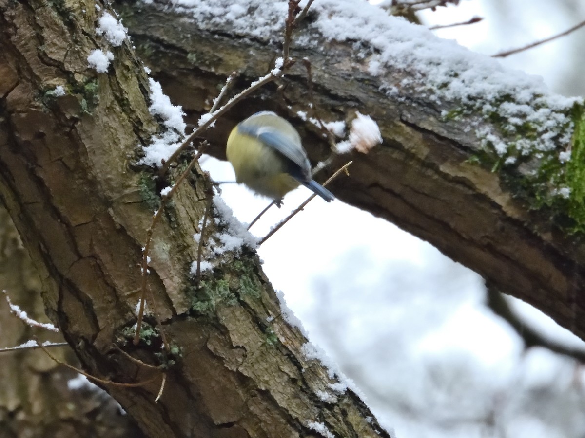 Eurasian Blue Tit - ML613217853