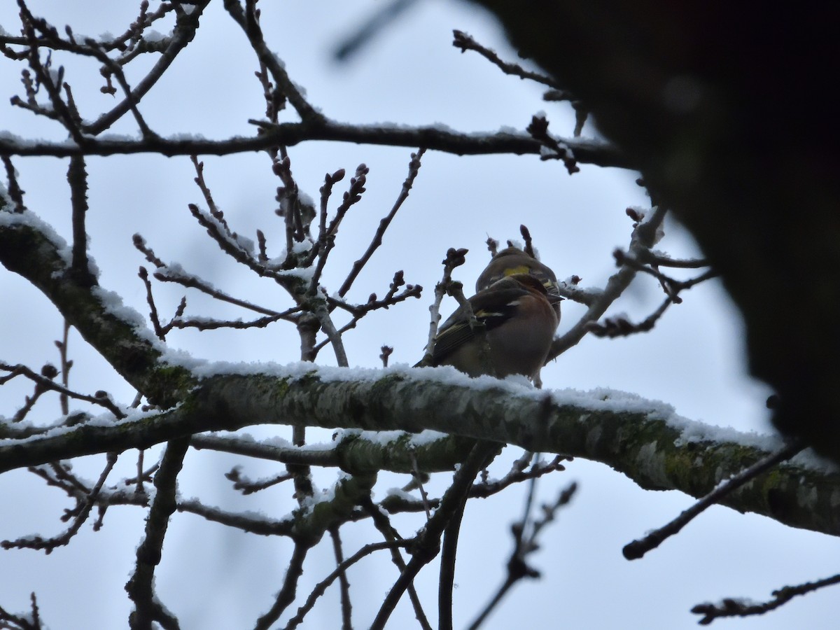 Common Chaffinch - ML613217869