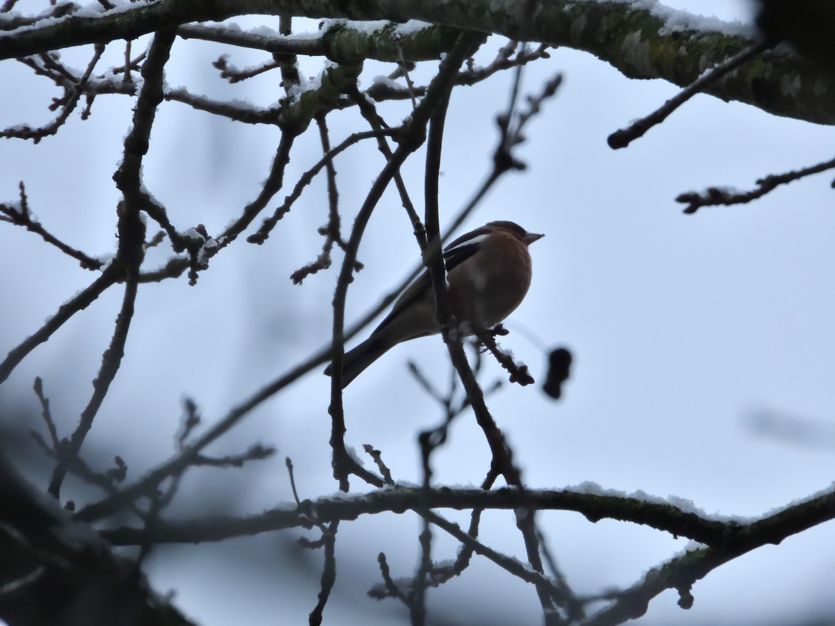 Common Chaffinch - ML613217870