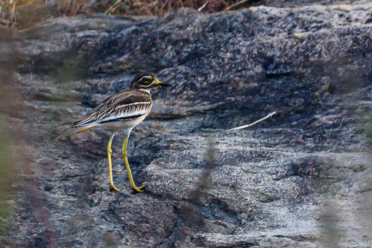 Indian Thick-knee - ML613217896