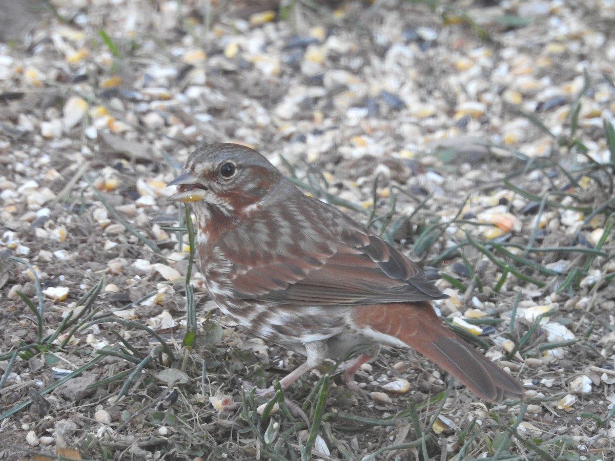 Fox Sparrow (Red) - ML613217927