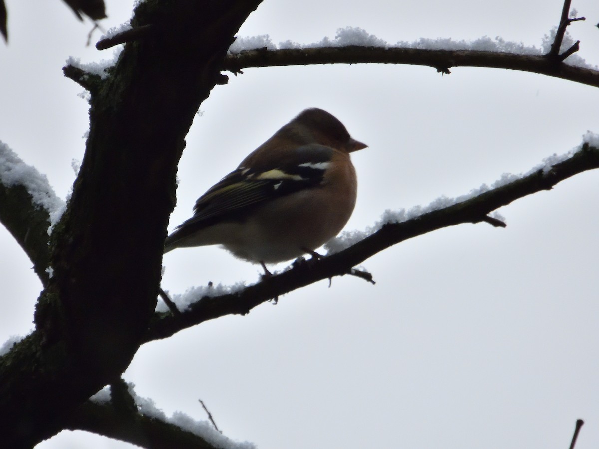 Common Chaffinch - ML613217969